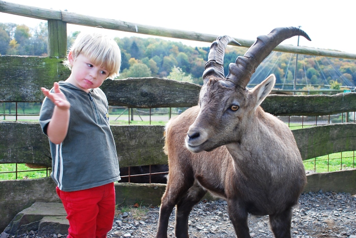 Steinbock