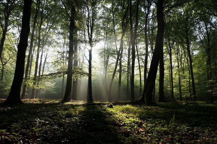 [202] Der Wald im Nationalpark Eifel / Foto: Wald und Holz NRW