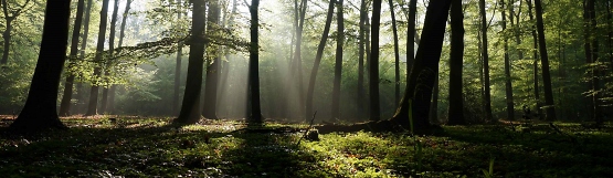 [202] Der Wald im Nationalpark Eifel ©Wald und Holz NRW