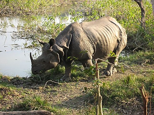 Chitwan-Nationalpark