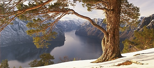 Baum am Aurlandsfjord