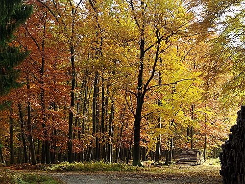 Herbstlicher Wald
