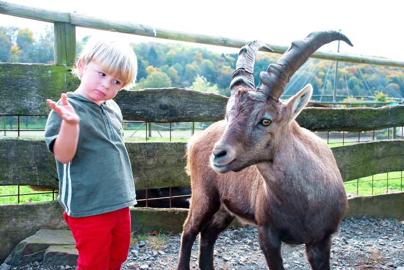 Hendrik im Dialog mit dem Steinbock