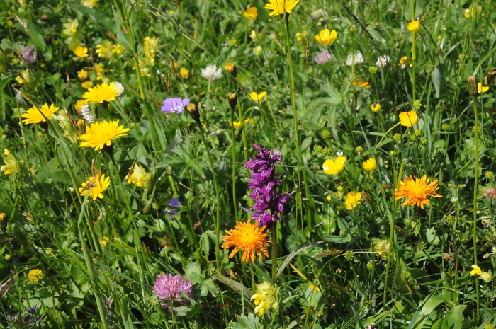 Blumenwiese auf Komperdell