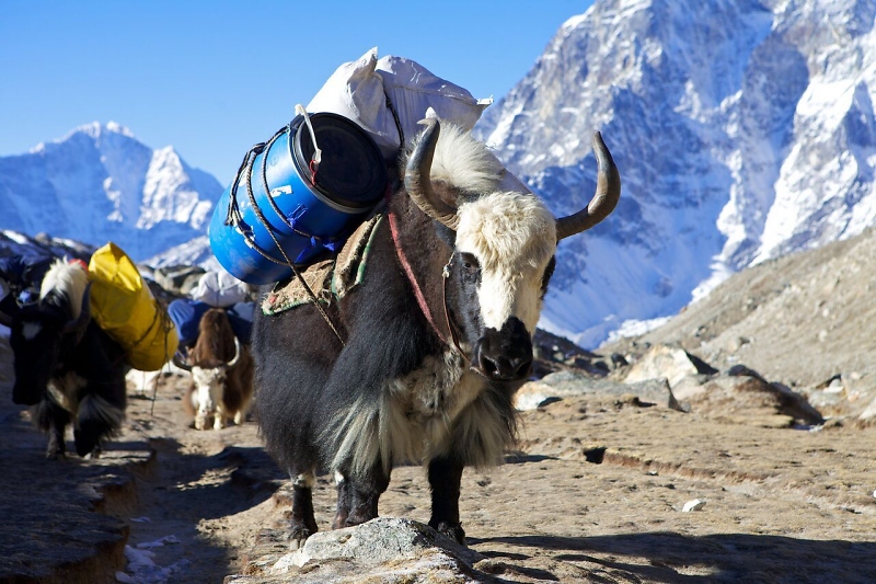 Nepal - Knigreich der Gtter