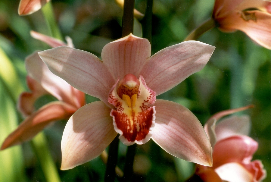 Orchidee in Blandys Garten
