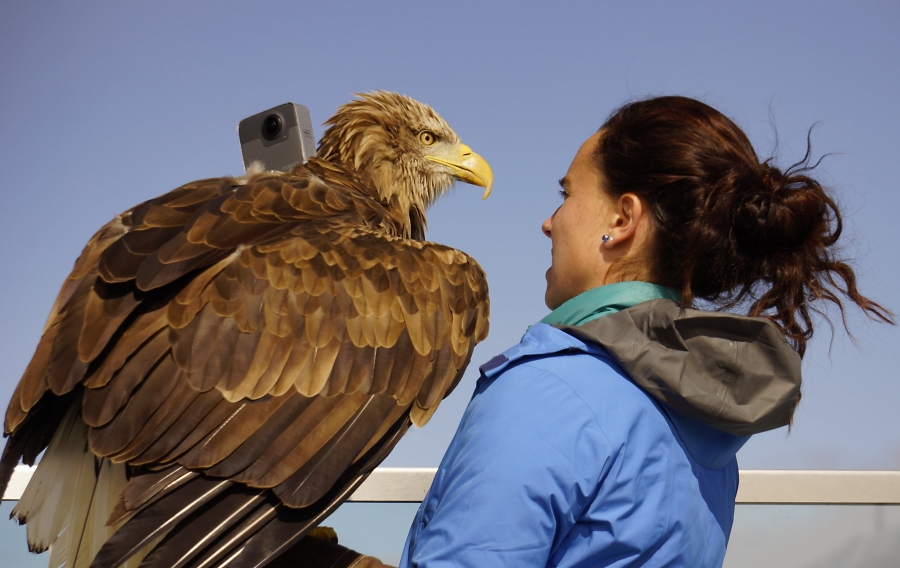 Eaglewings Protecting the Alps - Helmut Achatz