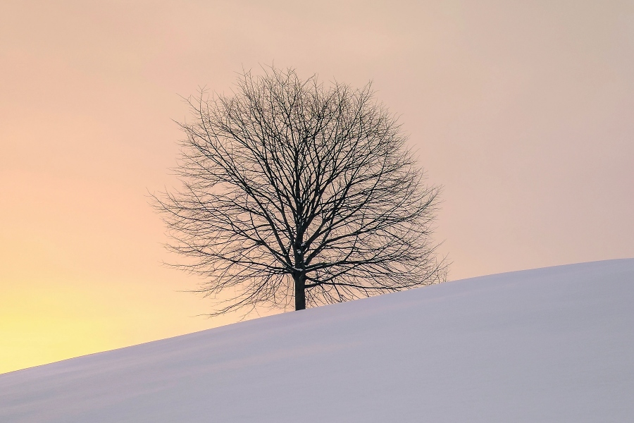 Frohe Weihnachten und einen sch%EF%BF%BDnen Advent / Foto unsplash