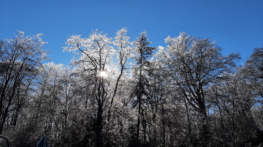 Vereiste B%EF%BF%BD%EF%BF%BDume - Foto Andrea Rieth