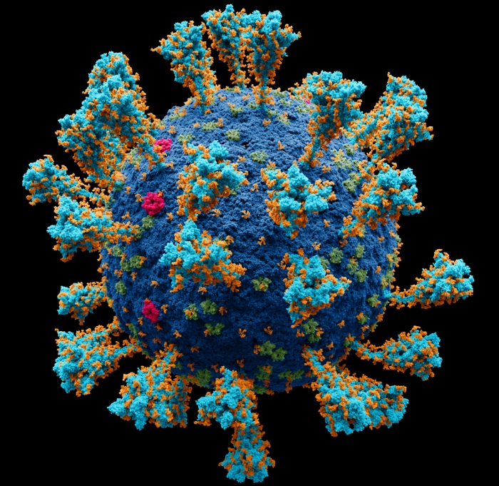 Atomgenaue 3D-Grafik von SARS-CoV-2 - Wikipedia
