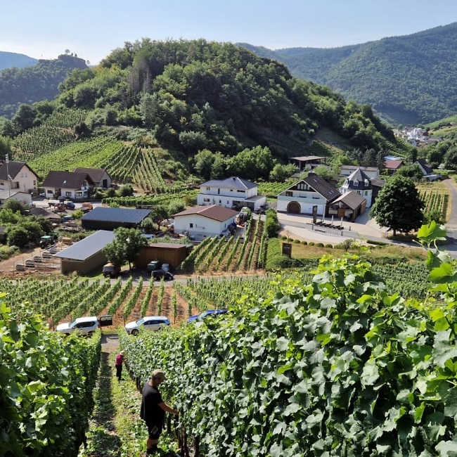 Weinberge an der Ahr