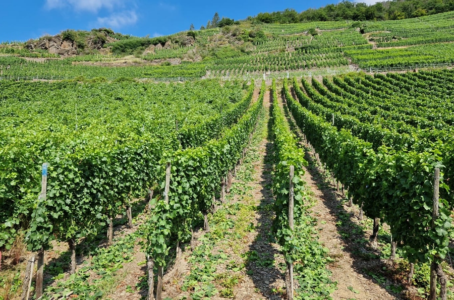 Weinberge an der Ahr