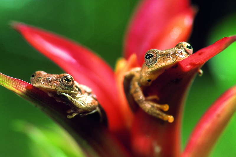 Dieter Schonlau: Naturerlebnis Borneo / Foto: Dieter Schonlau