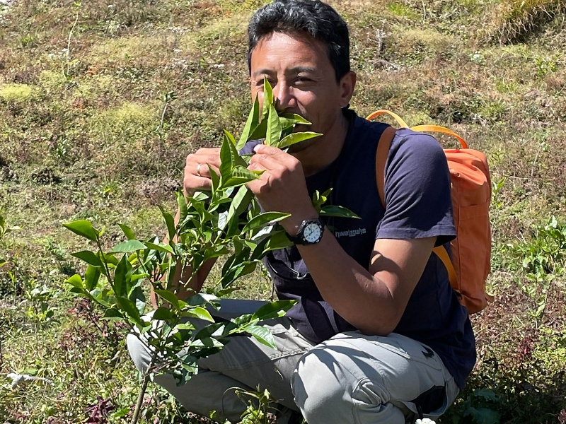 Erste Erfolge bei der Aufforstung / Foto: Namgel Sherpa/Nepalhilfe Bonn