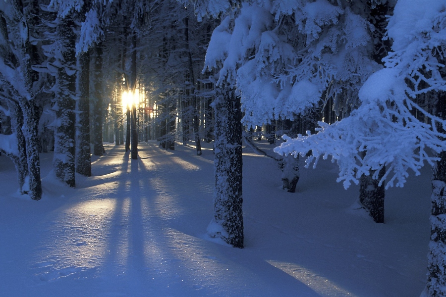Frohe Weihnachten und einen besinnlichen Advent / Foto: unsplash