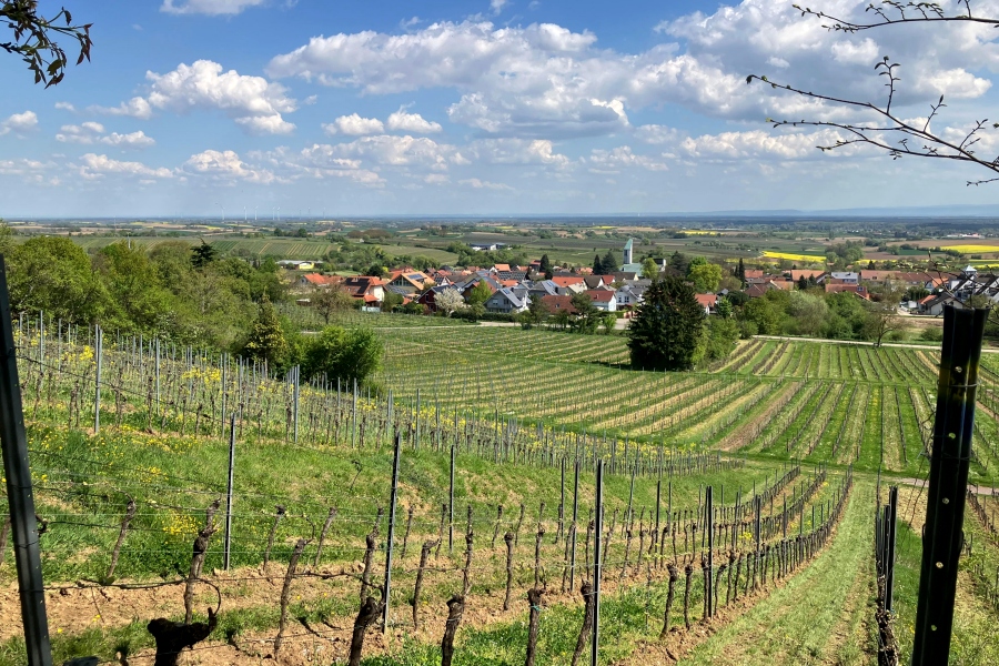 Auf dem Pf%C3%A4lzer Weinsteig von Neustadt bis Wissembourg / Foto: DAV Rheinland-K%C3%B6ln