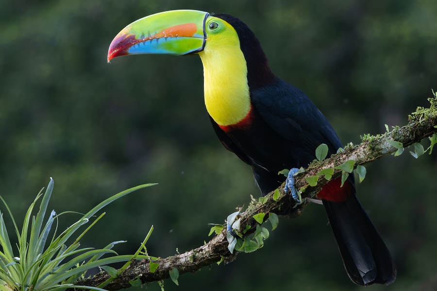 AlpinVisionen: Costa Rica - Stephan Schulz