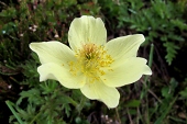Schwefelanemone (Pulsatilla alpina subsp. Apiifolia) / Hanno Jacobs Schwefelanemone / Hanno Jacobs
