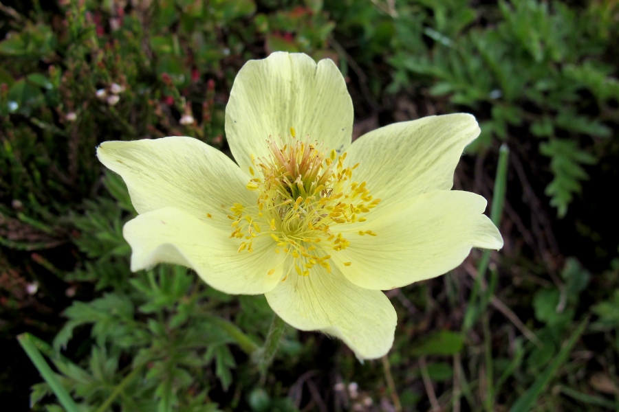 Schwefelanemone (Pulsatilla alpina subsp. Apiifolia) / Hanno Jacobs