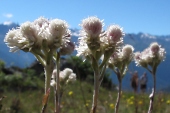 Katzenpfötchen (Antennaria dioica) / Hanno Jacobs Katzenpfötchen / Hanno Jacobs