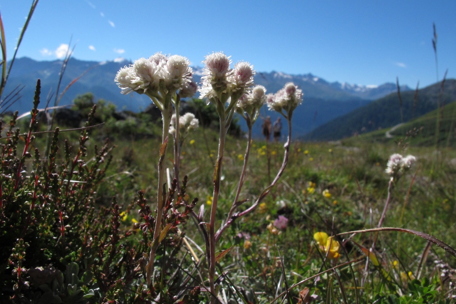 Katzenpf%EF%BF%BD%EF%BF%BDtchen (Antennaria dioica) / Hanno Jacobs