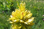 Gelber Enzian (Gentiana lutea) / Hanno Jacobs Gelber Enzian / Hanno Jacobs