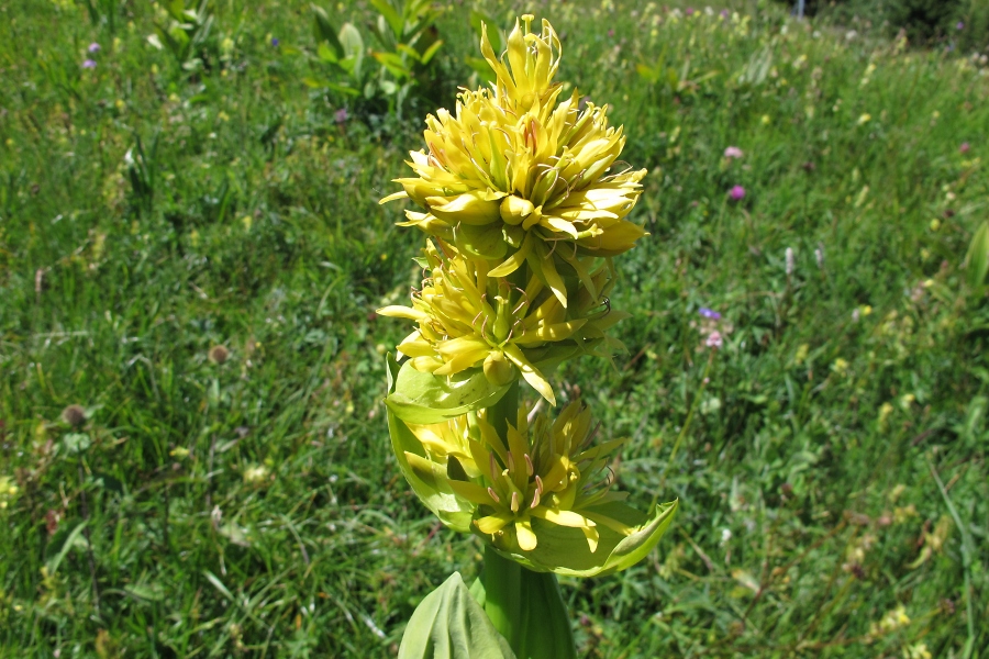 Gelber Enzian (Gentiana lutea) / Hanno Jacobs