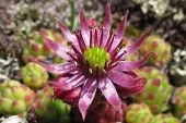 Berg-Hauswurz (Sempervivum montanum) / Hanno Jacobs Berg-Hauswurz / Hanno Jacobs