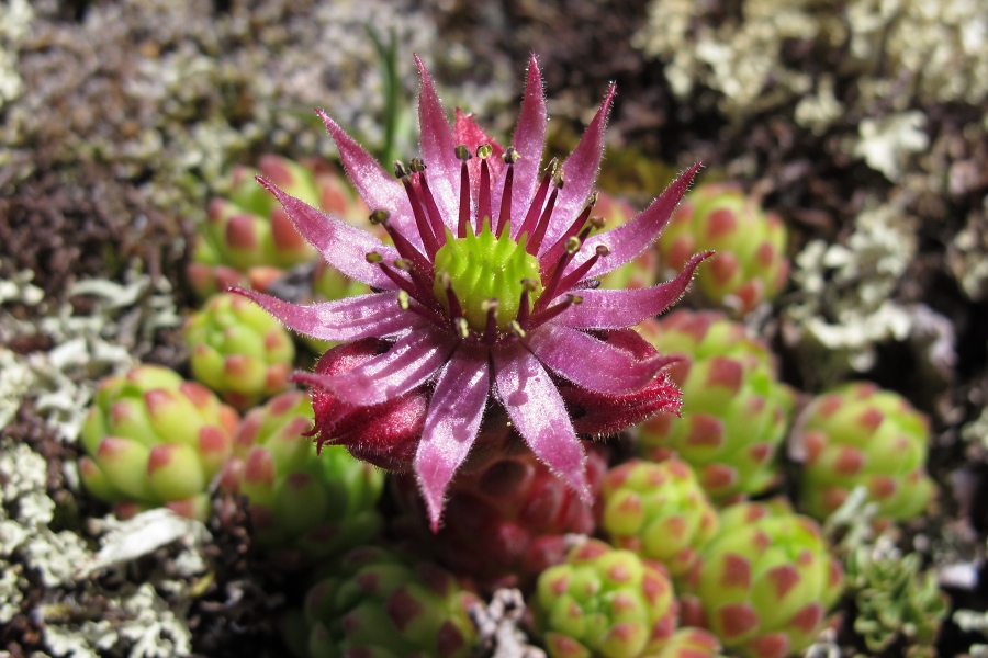 Berg-Hauswurz (Sempervivum montanum) / Hanno Jacobs