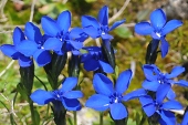 Frühlings-Enzian (Gentiana verna) / Kalle Kubatschka Frühlings-Enzian / Kalle Kubatschka