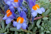Alpen-Leinkraut (Linaria alpina) / Kalle Kubatschka Alpen-Leinkraut / Kalle Kubatschka