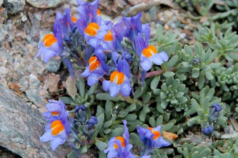 Alpen-Leinkraut (Linaria alpina) / Kalle Kubatschka