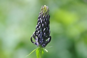 Teufelskralle, schwarze (Phyteuma nigrum) / Kalle Kubatschka Teufelskralle, schwarze / Kalle Kubatschka