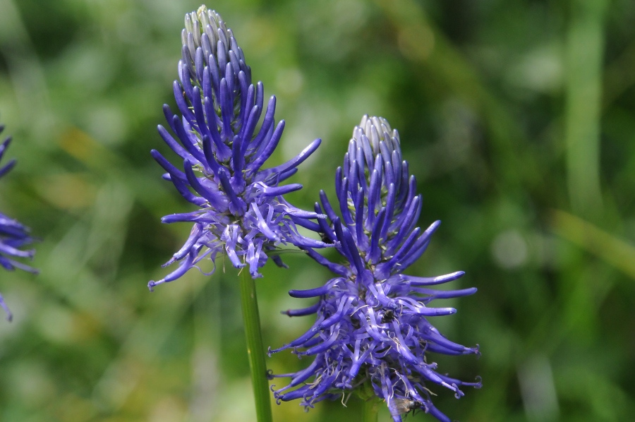 Teufelskralle, lnglich (Phyteuma betonicifolium) / Kalle Kubatschka