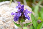 Berg-Drachenkopf (Dracocephalum ruyschiana) / Kalle Kubatschka Berg-Drachenkopf / Kalle Kubatschka