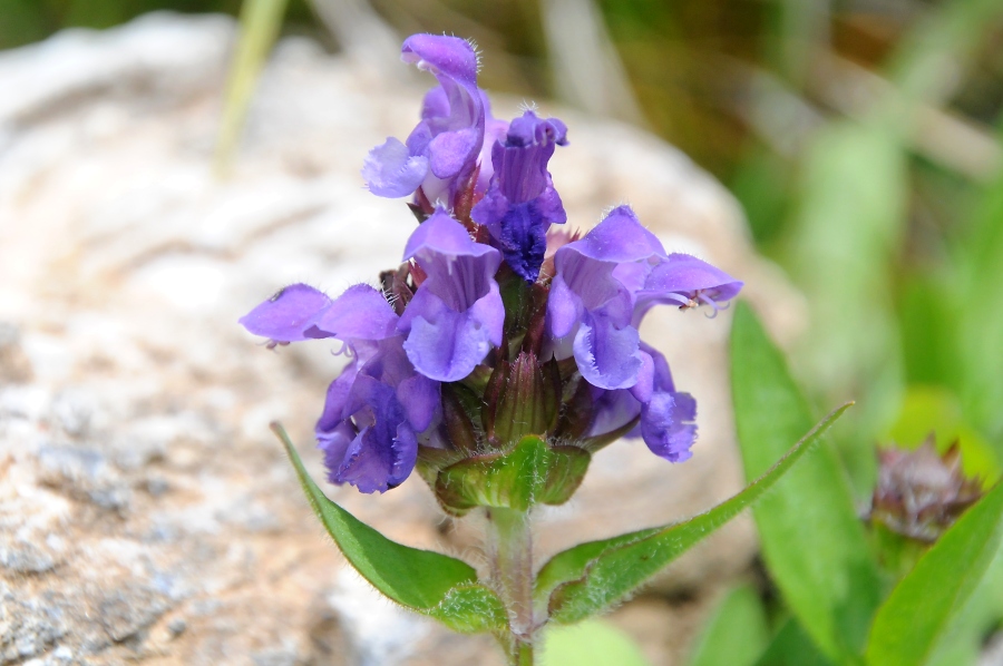 Berg-Drachenkopf (Dracocephalum ruyschiana) / Kalle Kubatschka