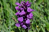 Geflecktes Knabenkraut (Dactylorhiza maculata) / Kalle Kubatschka Geflecktes Knabenkraut / Kalle Kubatschka