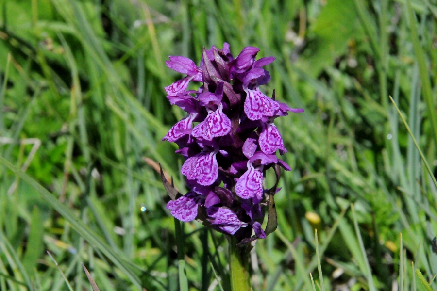 Geflecktes Knabenkraut (Dactylorhiza maculata) / Kalle Kubatschka
