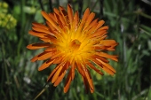 Gold-Pippau (Crepis aurea) / Kalle Kubatschka Gold-Pippau / Kalle Kubatschka