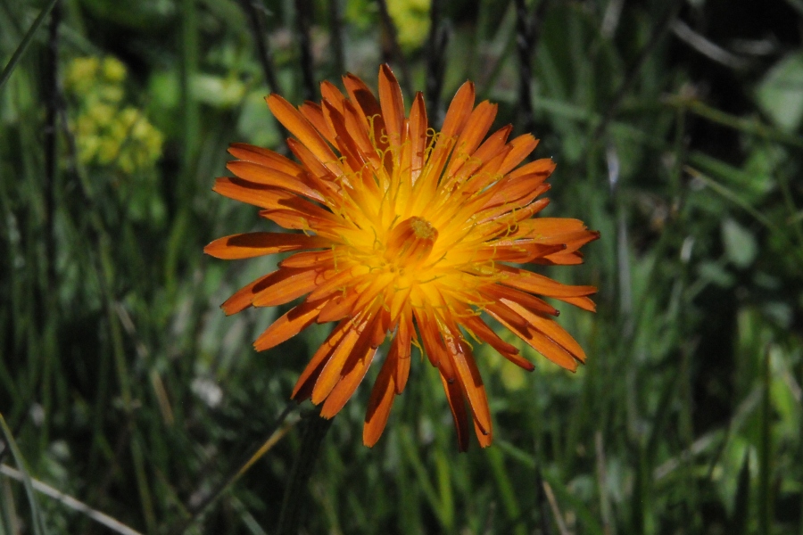 Gold-Pippau (Crepis aurea) / Kalle Kubatschka