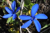 Schnee-Enzian (Gentiana nivalis) / Kalle Kubatschka Schnee-Enzian / Kalle Kubatschka