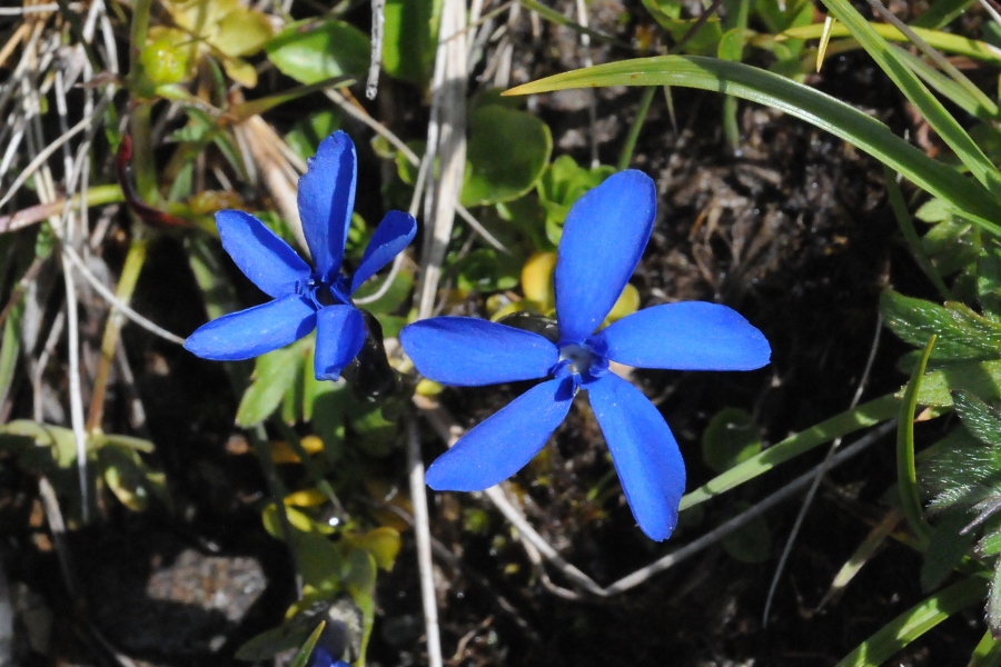 Schnee-Enzian (Gentiana nivalis) / Kalle Kubatschka