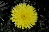 Pippau (Crepis) / Kalle Kubatschka Pippau / Kalle Kubatschka