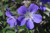 Waldstorchschnabel (Geranium sylvaticum) / Kalle Kubatschka Waldstorchschnabel / Kalle Kubatschka