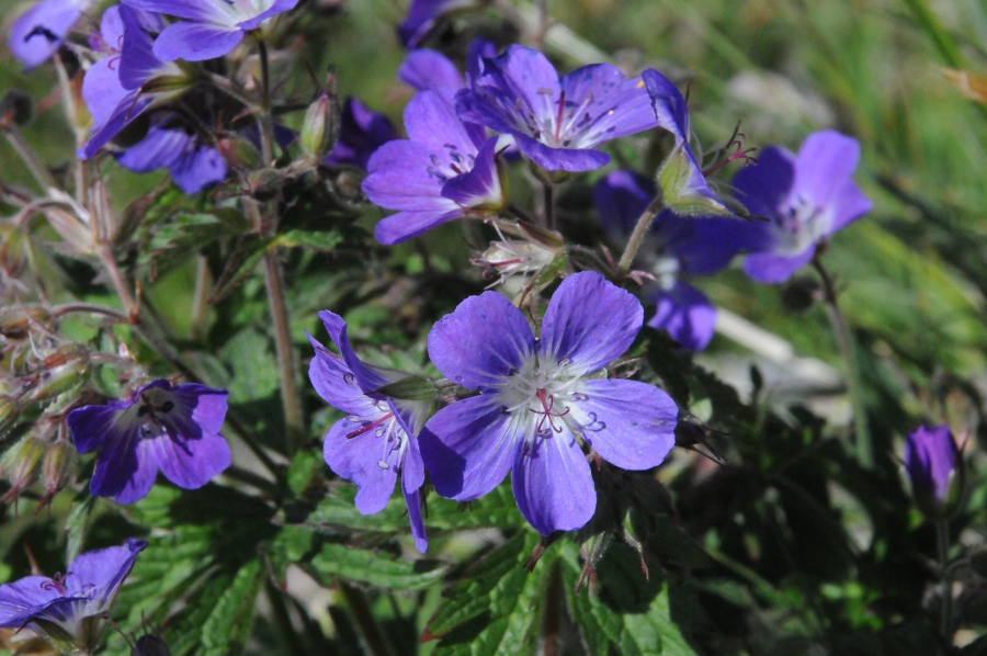 Waldstorchschnabel (Geranium sylvaticum) / Kalle Kubatschka