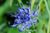 Teufelskralle, halbkugelig (Phyteuma hemisphaericum) / Kalle Kubatschka Teufelskralle, halbkugelig / Kalle Kubatschka