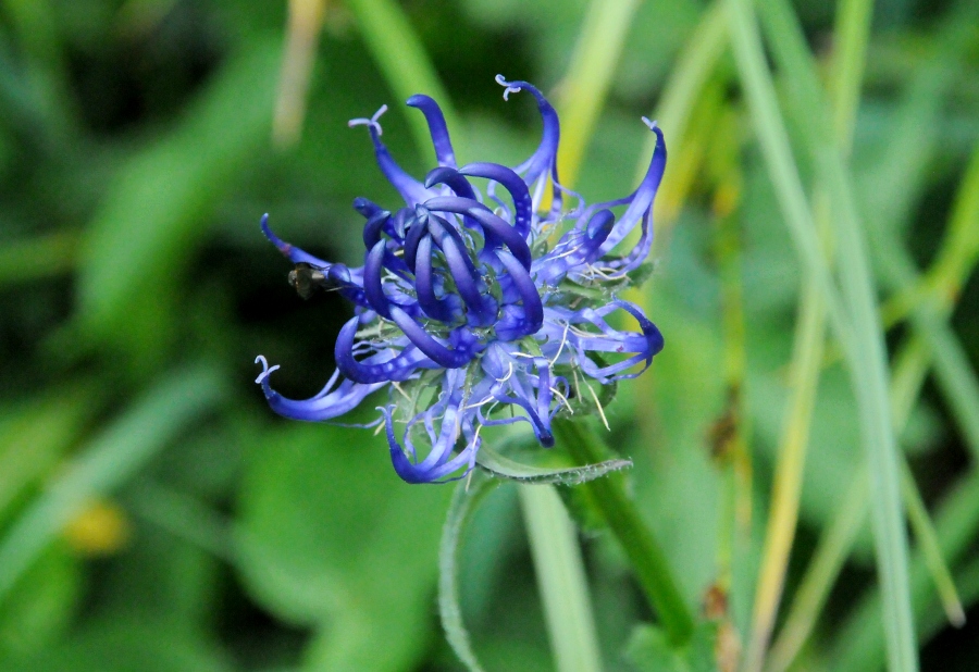 Teufelskralle, halbkugelig (Phyteuma hemisphaericum) / Kalle Kubatschka