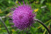 Kratzdistel (Cirsium heterophyllum) / Kalle Kubatschka Kratzdistel / Kalle Kubatschka