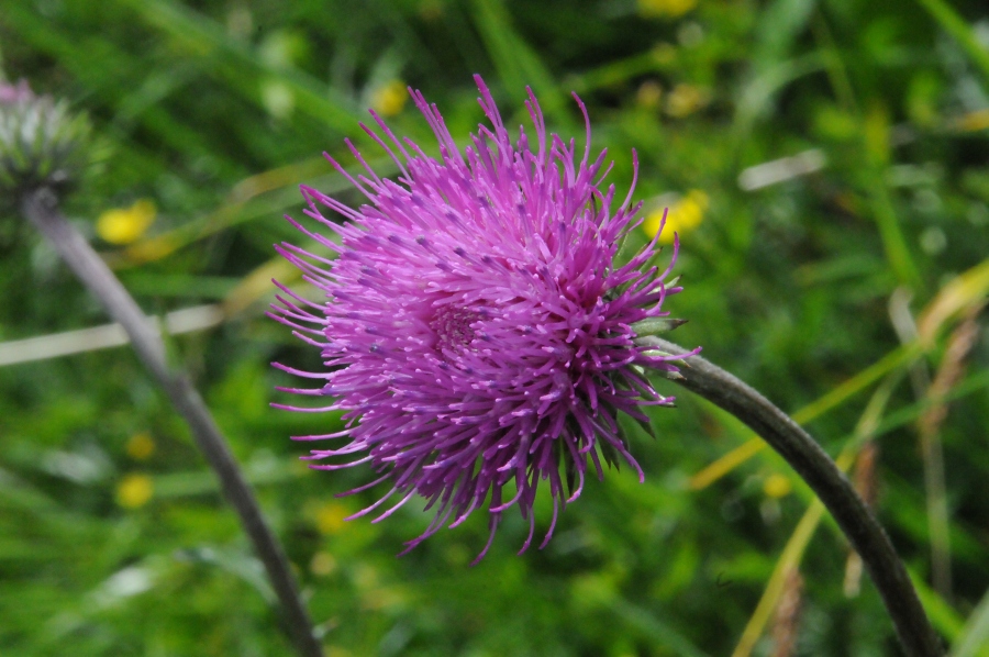 Kratzdistel (Cirsium heterophyllum) / Kalle Kubatschka