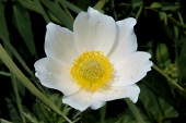 Anemone - Großes Windröschen (Anemone sylvestris) / Kalle Kubatschka Anemone - Großes Windröschen / Kalle Kubatschka
